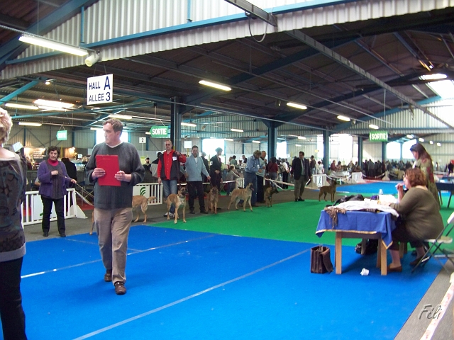 Malinois classe ouverte femelles 5540.JPG